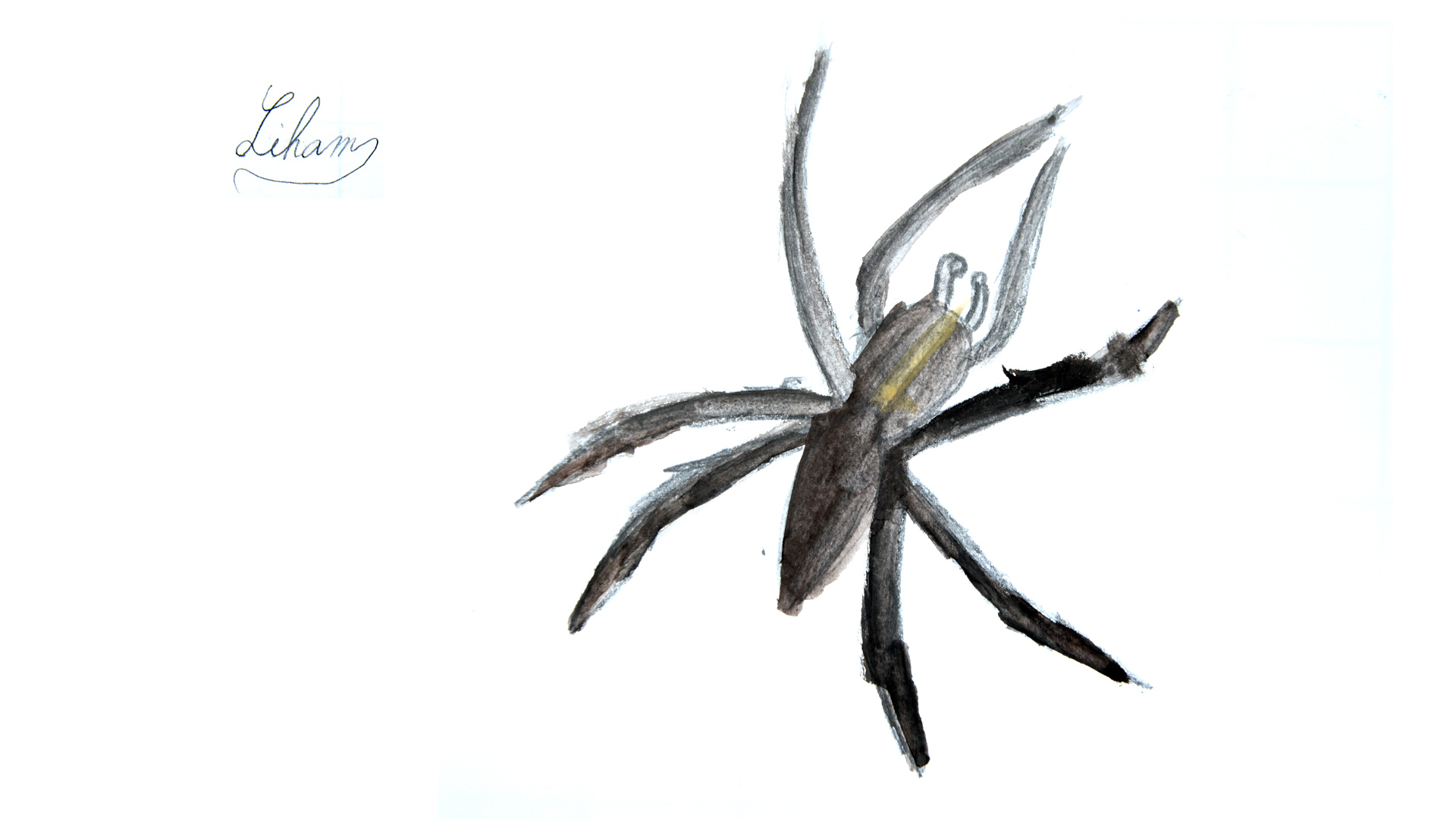 Deuxième dessin d'une araignée